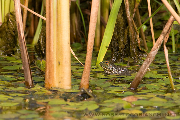 Rana toro - Lithobates catesbeianus (Emilia)